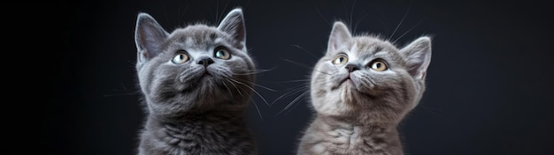 Diário de gato de fotos cativantes para amantes de gatinhos