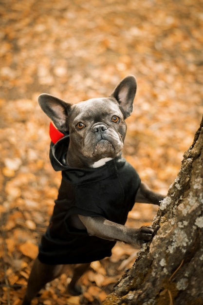 Días festivos de Halloween y Acción de Gracias. Perro con calabazas en el bosque. Lindo bulldog francés. costo del perro