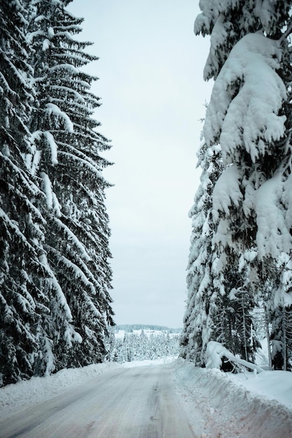 Días de nieve