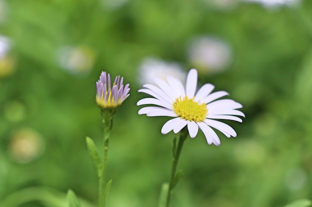 Diasy Blume im Garten