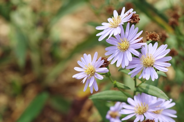 Diasy Blume in der Natur