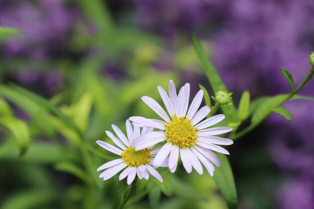 Diasy Blume in tropischem