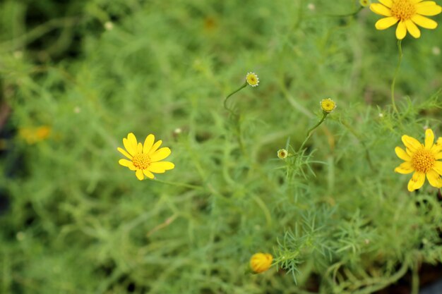 Diasy flor en jardin