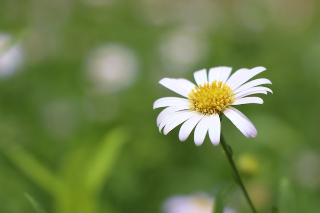 Diasy flor en jardin