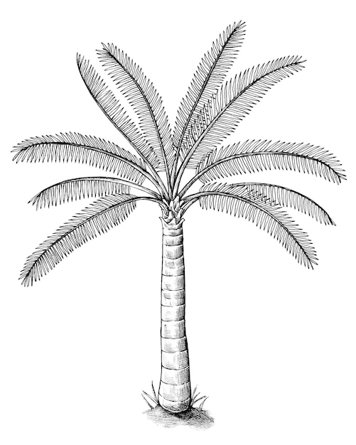 Dibujado a mano una palmera