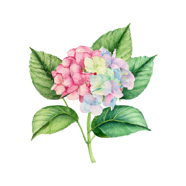 Un dibujo de acuarela de una flor de hortensia