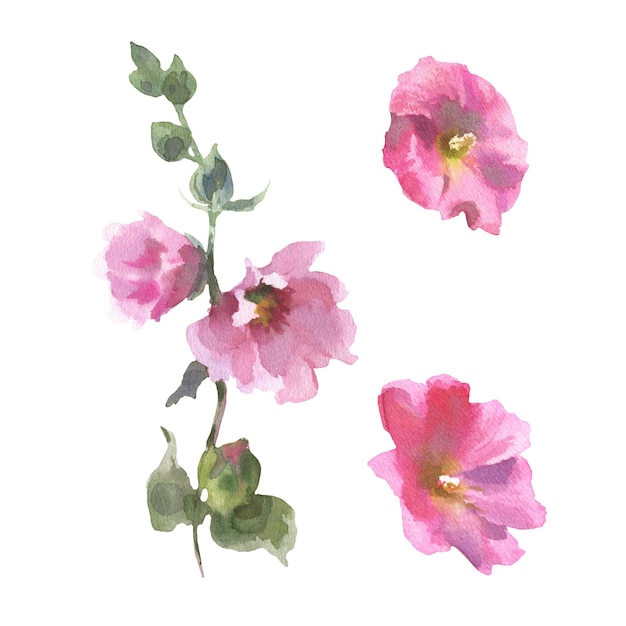 Dibujo en acuarela de flor de malva sylvestris dibujado a mano ilustración floral aislada en un blanco