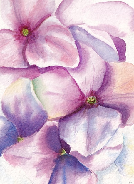 Dibujo de acuarela de hermosas flores de hortensia lila