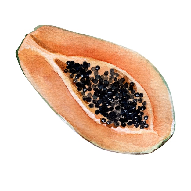 Dibujo de acuarela de papaya Alimentos orgánicos Comida sabrosa Dibujado a mano