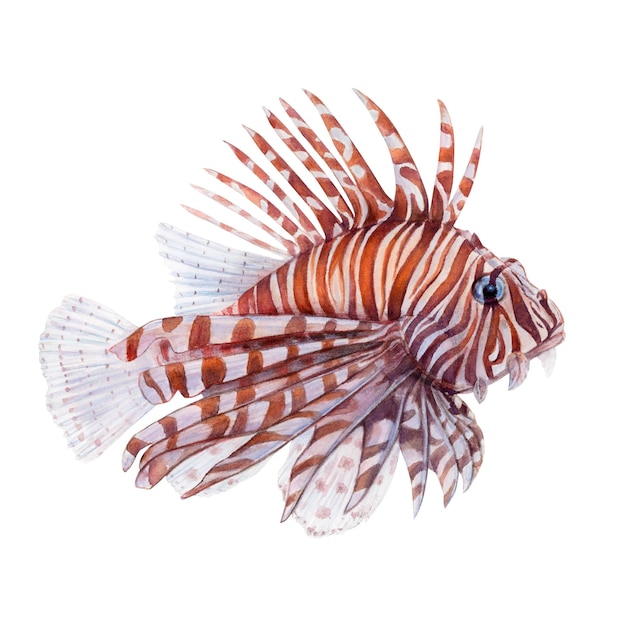 Dibujo de acuarela de pez león sobre fondo blanco Imagen subacuática pintada de forma realista para ilustración pegatinas logotipo cartel