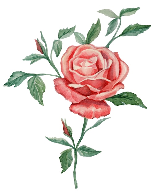 Dibujo de acuarela de una rosa sobre un fondo blanco.