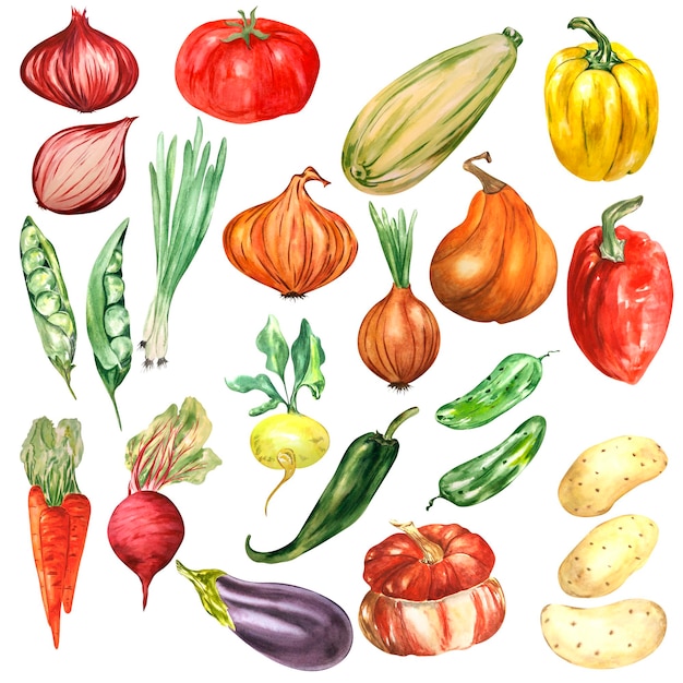 Dibujo en acuarela de verduras sobre un fondo blanco Se puede utilizar para diseñar tarjetas de composiciones
