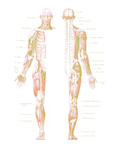 Foto dibujo de anatomía estructura ósea humana sistema esquelético dibujo anatómico anatomía ósea esquelético