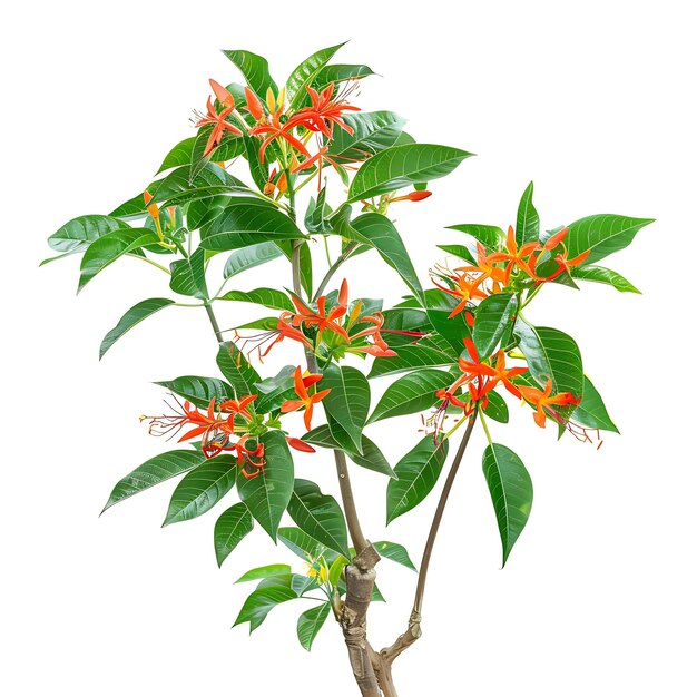 Foto un dibujo de un árbol con flores de naranja