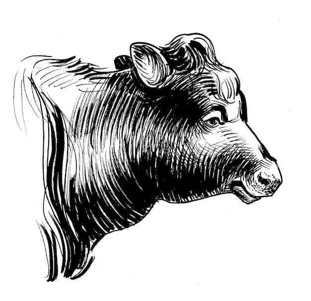 Un dibujo en blanco y negro de la cabeza de una vaca.