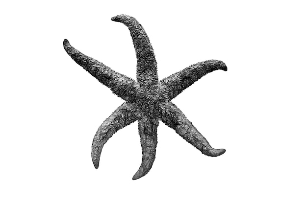 Foto dibujo en blanco y negro de una estrella de mar sobre un fondo blanco.