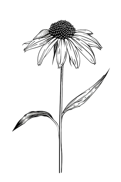 un dibujo en blanco y negro de una flor con un contorno negro