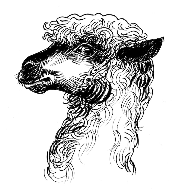 Un dibujo en blanco y negro de una llama con pelo rizado.