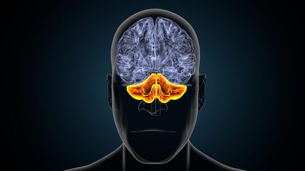un dibujo de una cabeza humana con un cerebro amarillo en el medio