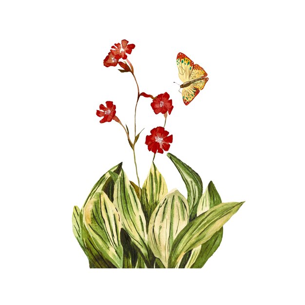 Dibujo de flor roja insecto mariposa naranja. Una ilustración de acuarela. Textura dibujada a mano y aislar