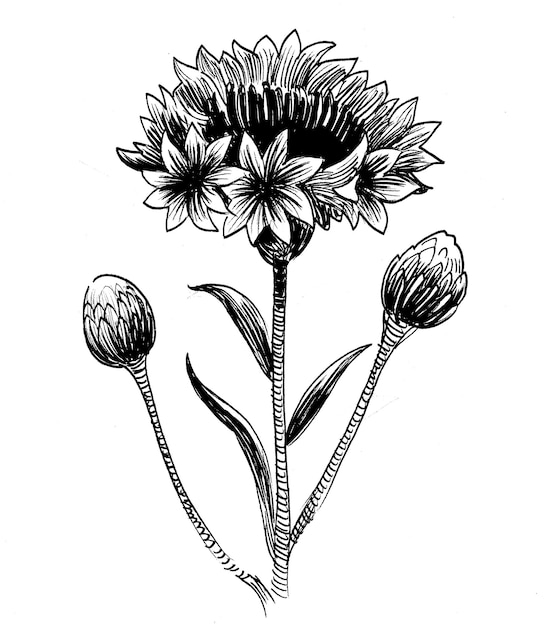 Un dibujo de un girasol con el tallo y las hojas del tallo.