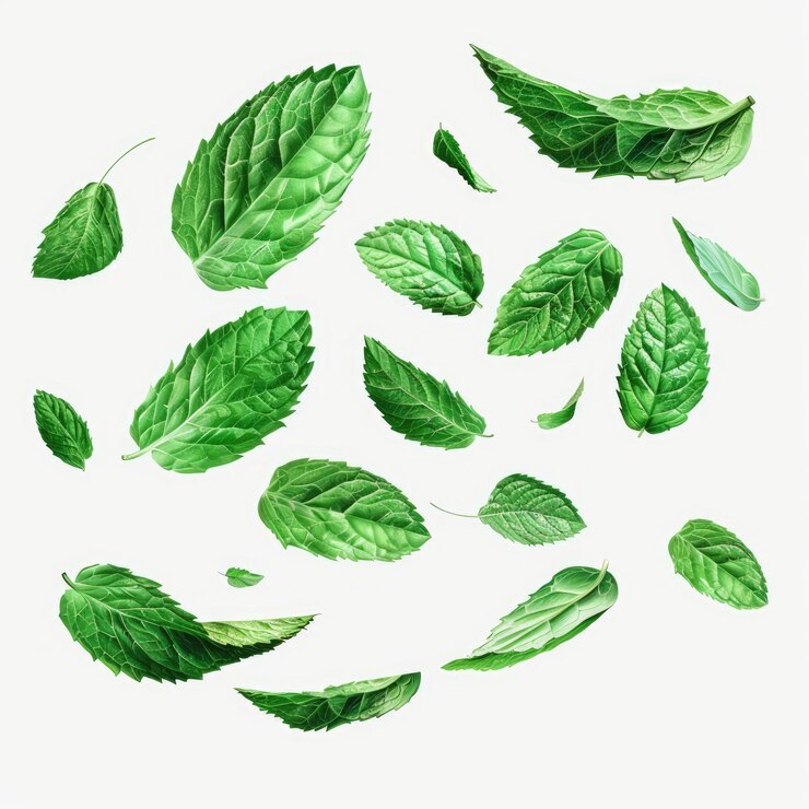 un dibujo de hojas verdes con la palabra menta en él
