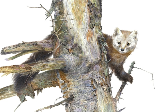 Dibujo a lápiz de color. Marten en un árbol viejo aislado en un fondo blanco. Ilustración realista