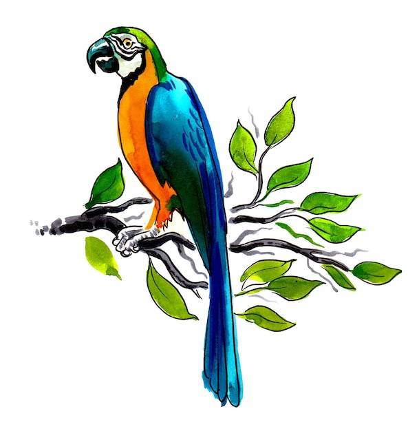 Un dibujo de un loro con plumas azules, naranjas y verdes.