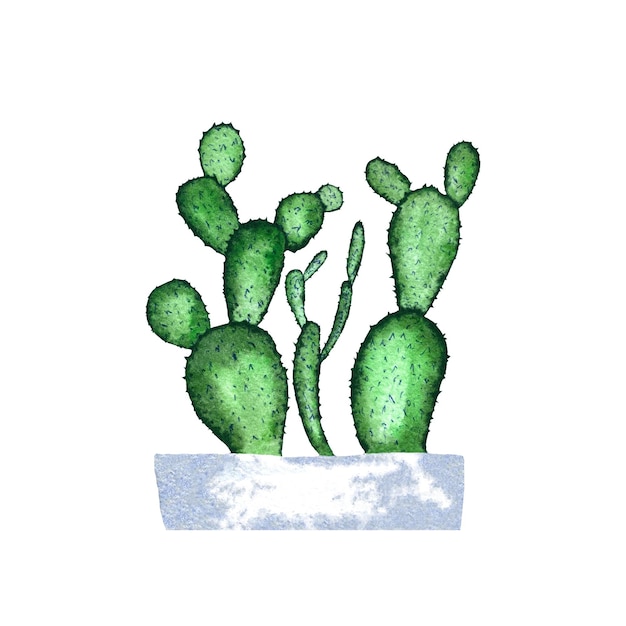 Dibujo de maceta blanca de rama de cactus verde. Una ilustración de acuarela. Textura dibujada a mano. Aislado.