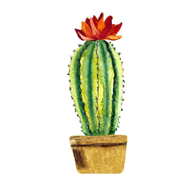 Dibujo de maceta marrón verde de cactus. Una ilustración de acuarela. Textura dibujada a mano. Espalda blanca aislada.