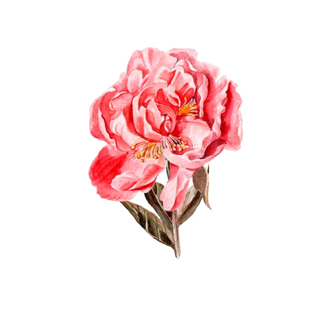 Dibujo a mano de peonía realista acuarela