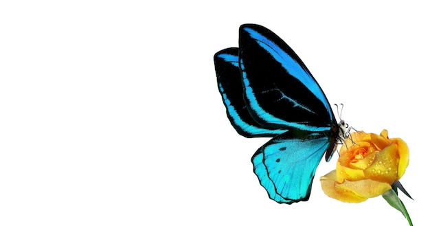 Un dibujo de una mariposa con alas azules y negras.