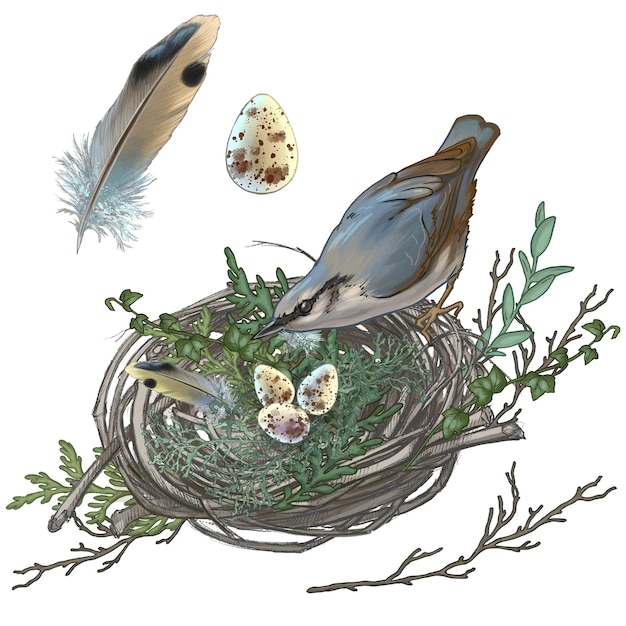 Dibujo de un pájaro pequeño y su nido con huevos.