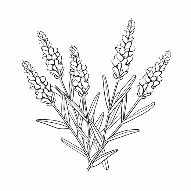 Foto un dibujo de un ramo de flores de lavanda sobre un fondo blanco ai generativo