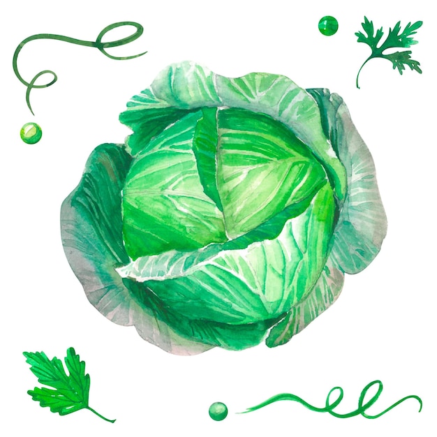 Un dibujo de un repollo con hojas verdes y perejil.