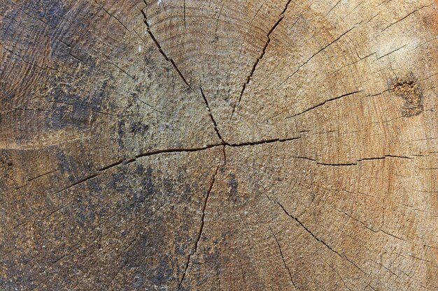 Dibujos de anillos de pino de un árbol en primer plano Textura de un árbol cortado en primer plano