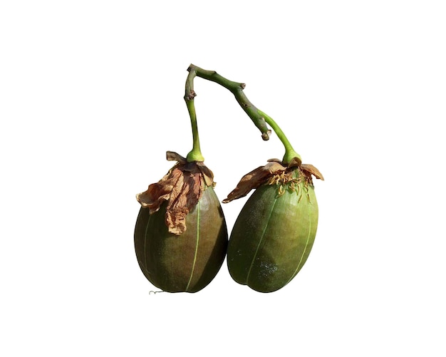 Se dice que el árbol de algodón de seda o la planta del árbol de mantequilla se usaron como árbol para lograr la iluminación