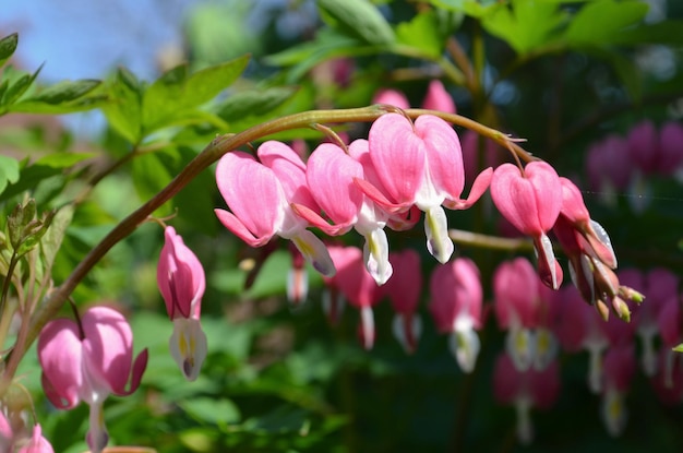 Dicentra Corazón Sangrante Flores Dicentra spectabils