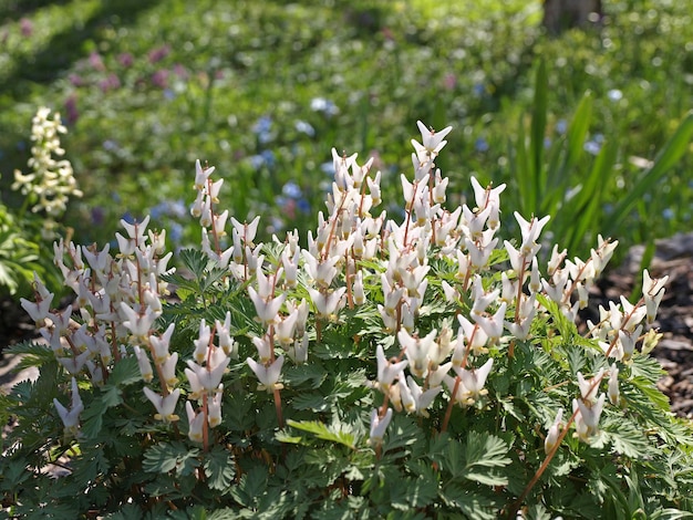 Dicentra cucullaria monkshood Soldier'scap plantas de flores no jardim