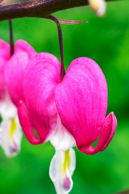 Dicentro de flores rosadas en forma de corazón sobre un fondo de hierba verde