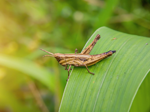 Dichromorpha viridis O Caelifera o saltamontes o saltamontes verde en una hoja verde Foco en animalxA