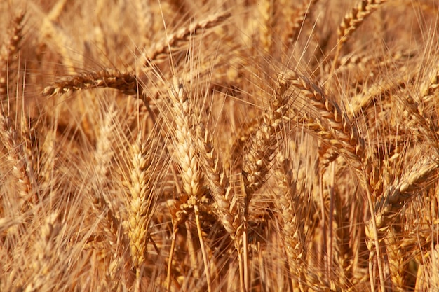 Dichte Ähren aus goldenem Weizen auf dem Feld