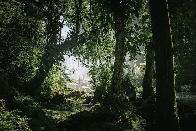 Dichte Vegetation im Dschungel
