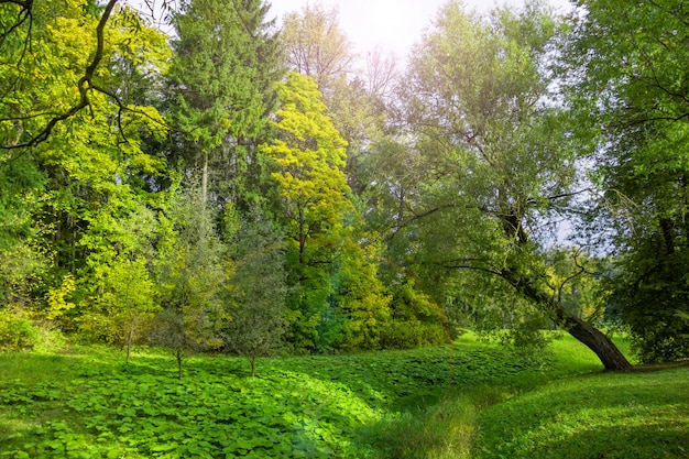 Dichte Waldvegetation im Park an einem Sommertag.