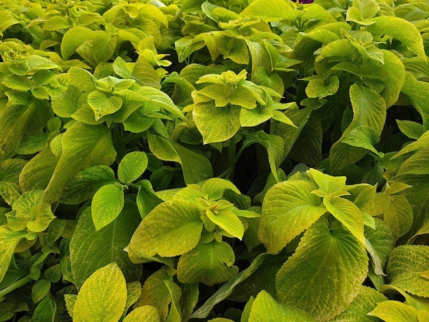 Dichte Wiese mit grünem Laub vor der Blütezeit