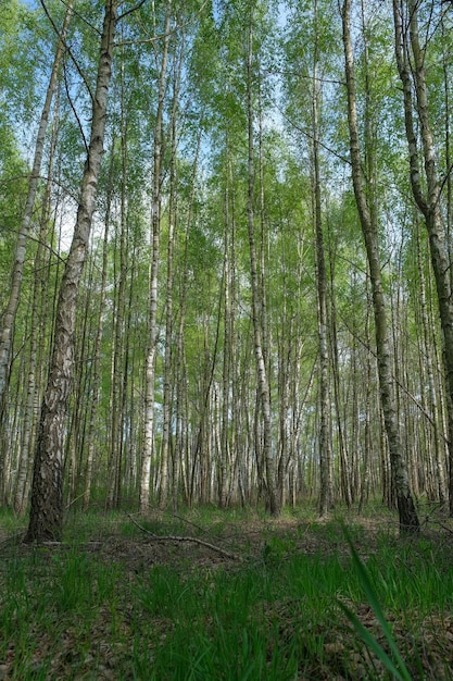 Dichter Birkenwald grüner Wald mit jungem Birkenfrühlingswald