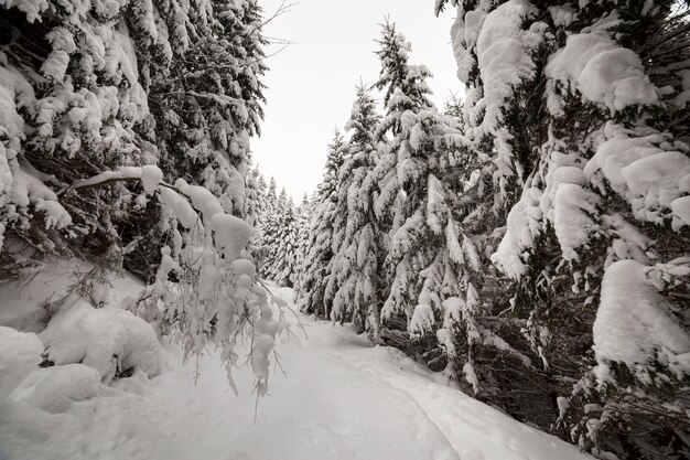 Dichter Gebirgswald im weißen sauberen tiefen Schnee.