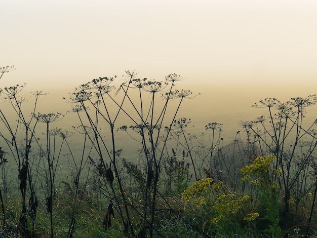 Dichter Nebel umhüllt die idyllische Landschaft Feldgräser mit Tautropfen