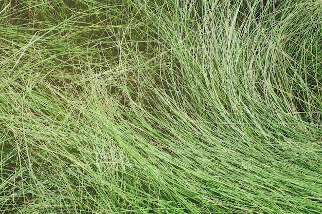 Foto dichter strukturierter hintergrund des grünen grases. vintage-look