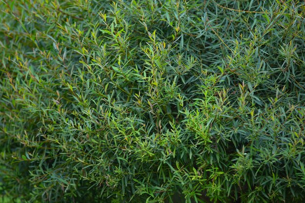 Dichtes Laub und Zweige von Thuja ein Pflanzenmuster für den Hintergrund